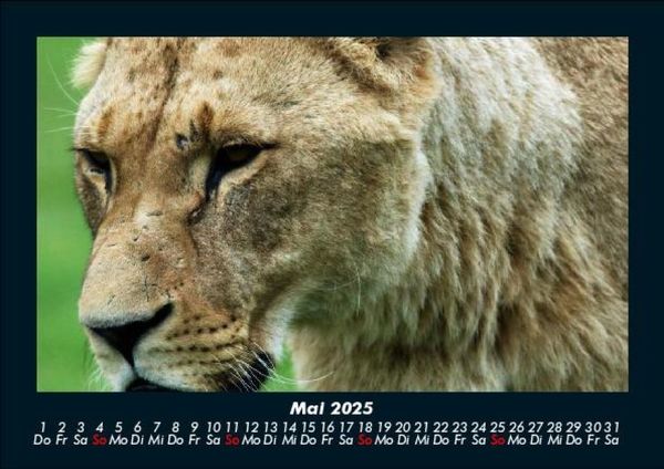 Produktbild: L&ouml;wen in der Wildnis 2025 Fotokalender DIN A5