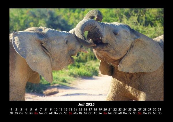 Produktbild: Elefanten - Die sanften Riesen Afrikas 2025 Fotokalender DIN A3