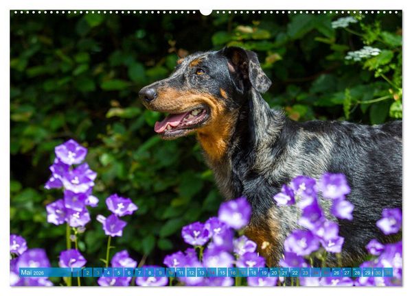 Produktbild: Der Beauceron (hochwertiger Premium Wandkalender 2026 DIN A2 quer), Kunstdruck in Hochglanz