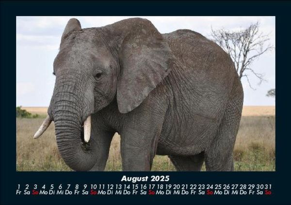 Produktbild: Elefanten - Die sanften Riesen Afrikas 2025 Fotokalender DIN A5