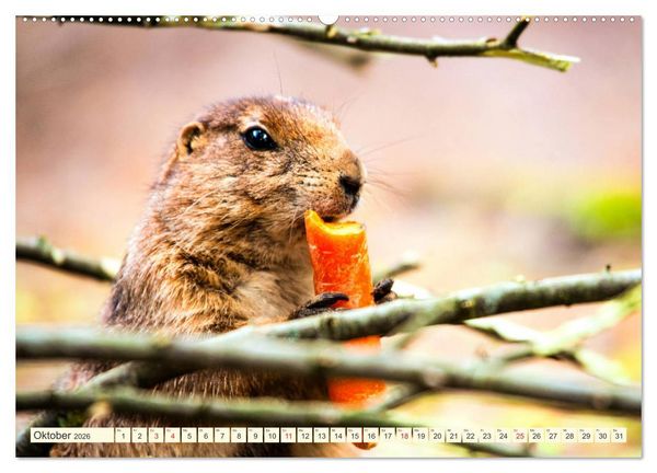 Produktbild: Pr&auml;riehunde - s&uuml;&szlig;e S&auml;uger (hochwertiger Premium Wandkalender 2026 DIN A2 quer), Kunstdruck in Hochglanz