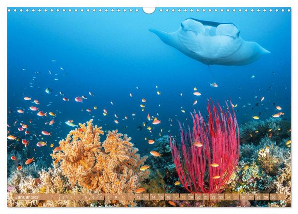 Produktbild: Fischparadies Riff (Wandkalender 2026 DIN A3 quer), CALVENDO Monatskalender