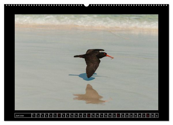 Produktbild: V&ouml;gel von "Down Under" Australien (hochwertiger Premium Wandkalender 2026 DIN A2 quer), Kunstdruck in Hochglanz