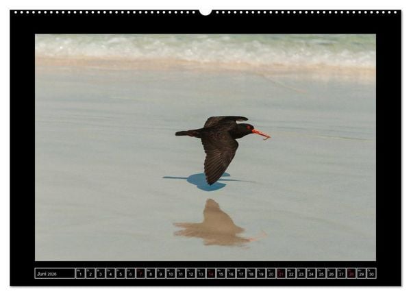 Produktbild: V&ouml;gel von "Down Under" Australien (Wandkalender 2026 DIN A2 quer), CALVENDO Monatskalender