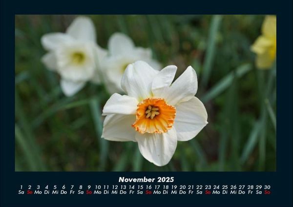Produktbild: Blumentr&auml;ume 2025 Fotokalender DIN A4