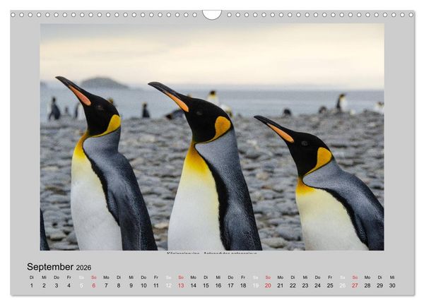 Produktbild: Tierleben in der Antarktis (Wandkalender 2026 DIN A3 quer), CALVENDO Monatskalender