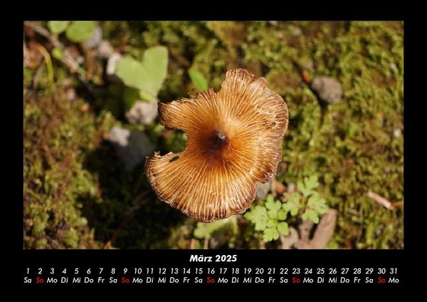 Produktbild: Pilzkalender 2025 Fotokalender DIN A3