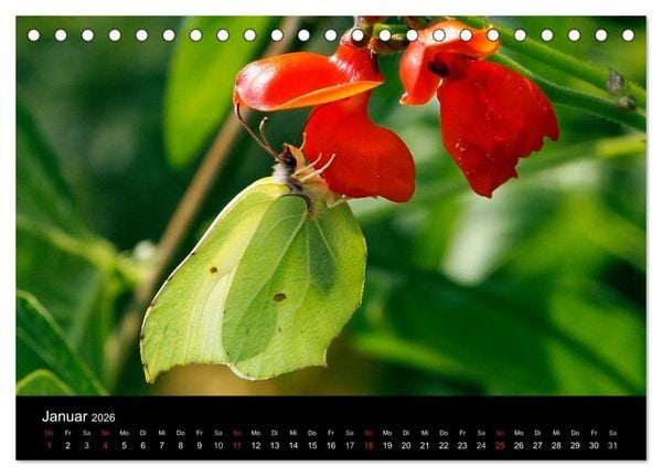 Produktbild: Heimische Schmetterlinge (Tischkalender 2026 DIN A5 quer), CALVENDO Monatskalender