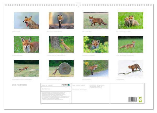 Produktbild: Der Rotfuchs (Wandkalender 2026 DIN A2 quer), CALVENDO Monatskalender