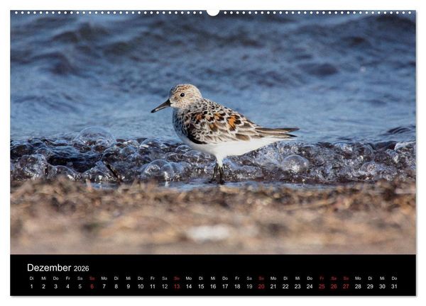 Produktbild: Limikolen Watv&ouml;gel auf dem Zug (hochwertiger Premium Wandkalender 2026 DIN A2 quer), Kunstdruck in Hochglanz