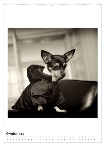 Produktbild: CHIHUAHUA CHIC Photos Marion Koell (hochwertiger Premium Wandkalender 2026 DIN A2 hoch), Kunstdruck in Hochglanz