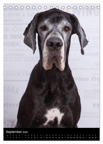 Produktbild: Faszination Deutsche Dogge (Tischkalender 2026 DIN A5 hoch), CALVENDO Monatskalender