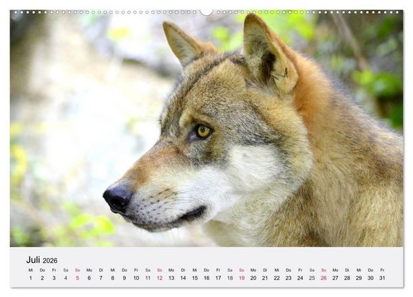 Produktbild: W&ouml;lfe. Ein Herz f&uuml;r Isegrim! (Wandkalender 2026 DIN A2 quer), CALVENDO Monatskalender