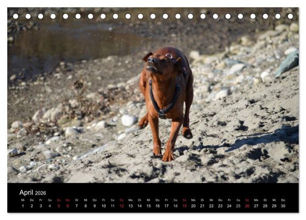 Produktbild: Deutscher Pinscher (Tischkalender 2026 DIN A5 quer), CALVENDO Monatskalender