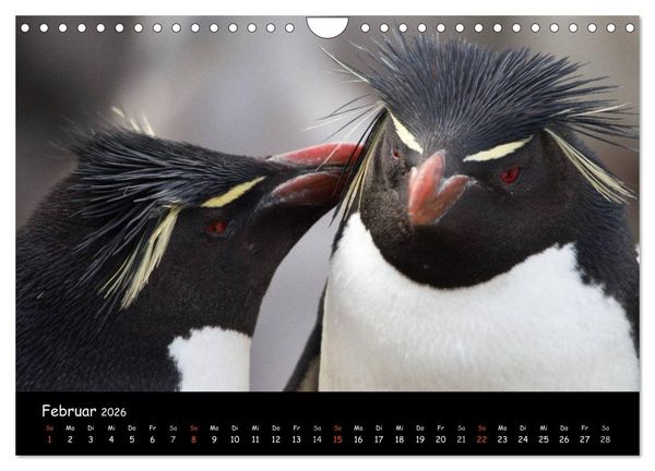 Produktbild: Pinguine aus aller Welt (Wandkalender 2026 DIN A4 quer), CALVENDO Monatskalender