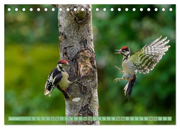 Produktbild: Buntspechte im Flug (Tischkalender 2027 DIN A5 quer), CALVENDO Monatskalender