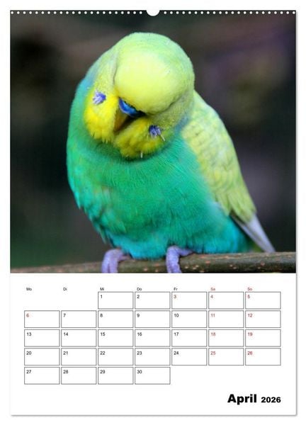 Produktbild: Der Wellensittich - mein bester Freund (hochwertiger Premium Wandkalender 2026 DIN A2 hoch), Kunstdruck in Hochglanz