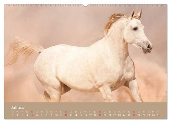 Produktbild: Pferde &bull; Araber im W&uuml;stensand (Wandkalender 2026 DIN A2 quer), CALVENDO Monatskalender