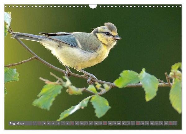 Produktbild: INNE BOTANIK - V&ouml;gel im Ruhrpott (Wandkalender 2026 DIN A3 quer), CALVENDO Monatskalender