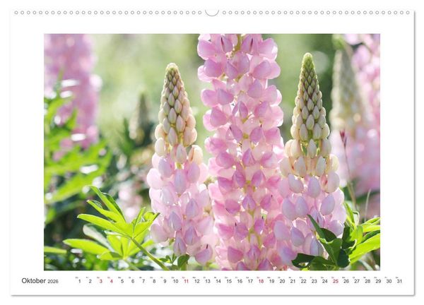 Produktbild: Bl&uuml;ten eines Sommers (hochwertiger Premium Wandkalender 2026 DIN A2 quer), Kunstdruck in Hochglanz
