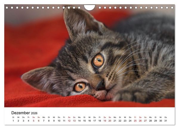 Produktbild: Katzenbabys (Wandkalender 2026 DIN A4 quer), CALVENDO Monatskalender