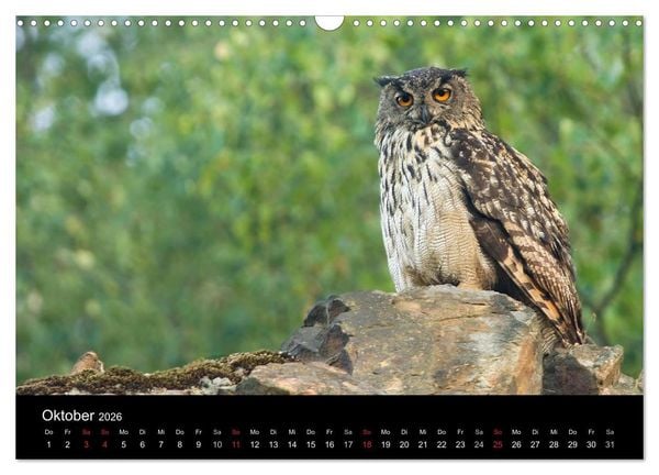 Produktbild: Uhu - K&ouml;nig der Nacht (Wandkalender 2026 DIN A3 quer), CALVENDO Monatskalender