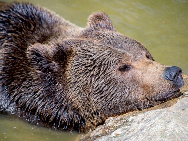 Produktbild: Braunb&auml;r (Puzzle)