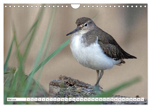 Produktbild: Sturmerprobt - V&ouml;gel an Nordfrieslands K&uuml;ste (Wandkalender 2026 DIN A4 quer), CALVENDO Monatskalender