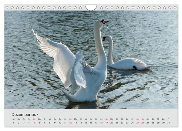 Produktbild: Mit dem Schwan durchs Jahr 2027 (Wandkalender 2027 DIN A4 quer), CALVENDO Monatskalender