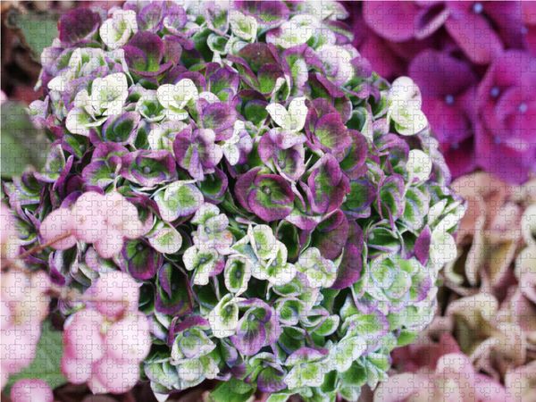 Produktbild: CALVENDO Puzzle Hortensie 'Magical Revolution' | 1000 Teile Lege-Gr&ouml;&szlig;e 64x48cm Foto-Puzzle f&uuml;r gl&uuml;ckliche Stunden