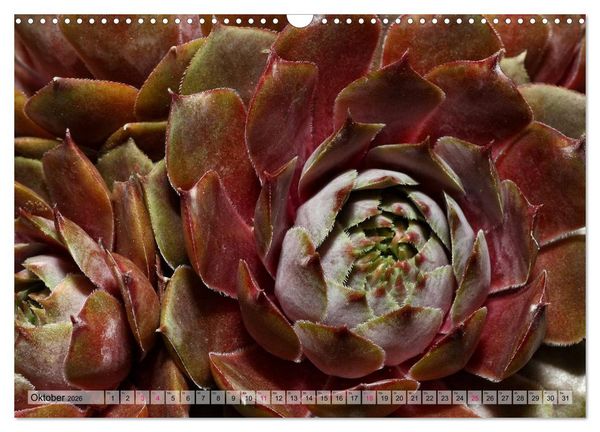 Produktbild: Sempervivum - Hauswurz (Wandkalender 2026 DIN A3 quer), CALVENDO Monatskalender