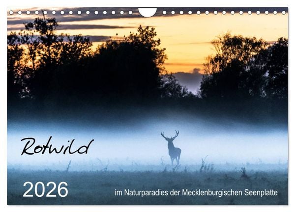 Produktbild: Rotwild - im Naturparadies der Mecklenburgischen Seenplatte (Wandkalender 2026 DIN A4 quer), CALVENDO Monatskalender