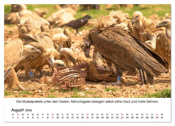 Produktbild: Die Geier sind los (Wandkalender 2026 DIN A4 quer), CALVENDO Monatskalender