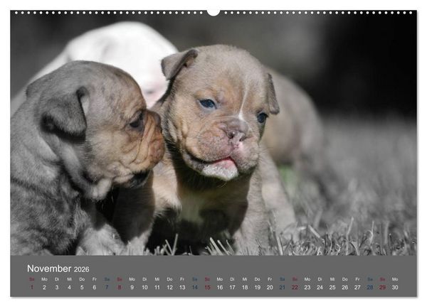Produktbild: Bulldoggen-Zwerge (hochwertiger Premium Wandkalender 2026 DIN A2 quer), Kunstdruck in Hochglanz