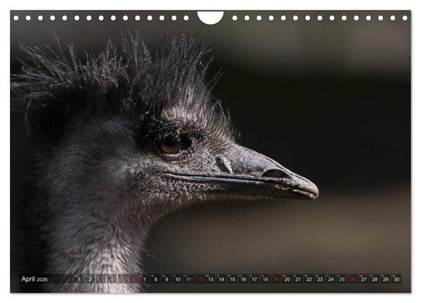 Produktbild: Strau&szlig; & Co. (Wandkalender 2026 DIN A4 quer), CALVENDO Monatskalender
