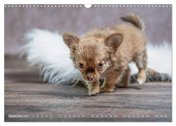 Produktbild: Chihuahua-Babys - Amy und Angel im Studio (Wandkalender 2026 DIN A3 quer), CALVENDO Monatskalender