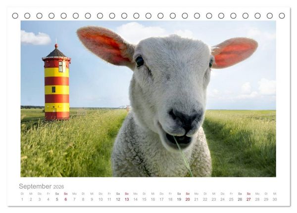 Produktbild: Nordsee Schafe (Tischkalender 2026 DIN A5 quer), CALVENDO Monatskalender