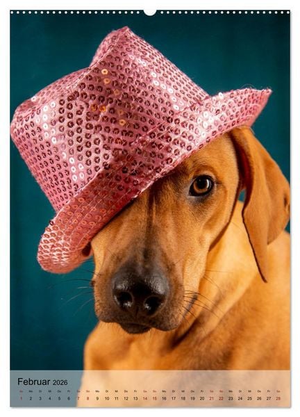Produktbild: Witzige Hunde (hochwertiger Premium Wandkalender 2026 DIN A2 hoch), Kunstdruck in Hochglanz