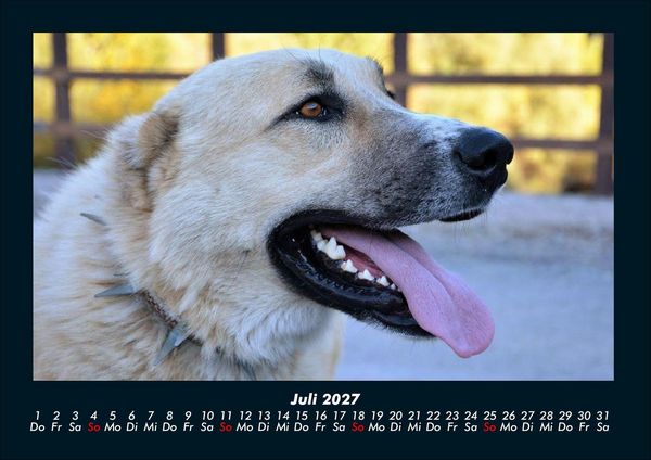 Produktbild: Tierkalender 2027 Fotokalender DIN A4