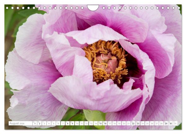 Produktbild: Pfingstrosentraum (Wandkalender 2026 DIN A4 quer), CALVENDO Monatskalender