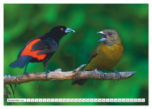 Produktbild: Costa Ricas gefiederte Pracht (Tischkalender 2026 DIN A5 quer), CALVENDO Monatskalender