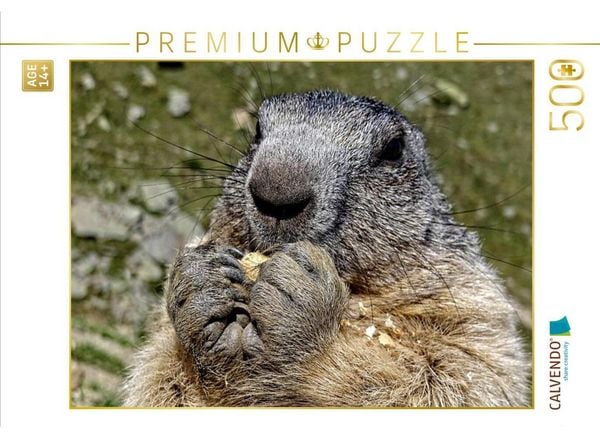CALVENDO Puzzle Murmeltier..... | 500 Teile Lege-Größe 48 × 36 cm Foto-Puzzle für Erwachsene