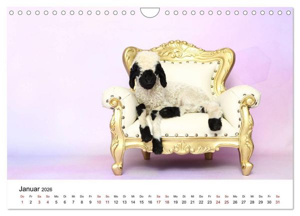 Produktbild: Walliser Schwarznasenschaf Valais Blacknose Sheep (Wandkalender 2026 DIN A4 quer), CALVENDO Monatskalender