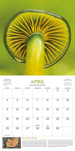 Produktbild: The Wondrous World of Mushrooms Wall Calendar 2027