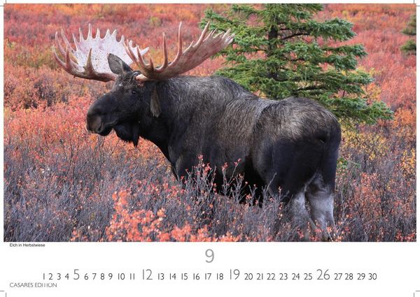 Produktbild: Alaska Kalender 2027 &ndash; Wandkalender | Fotokalender Nordamerika 35x50cm -mit beeindruckenden Naturmotiven, Gletscher, Wildnis und faszinierende Landschaften