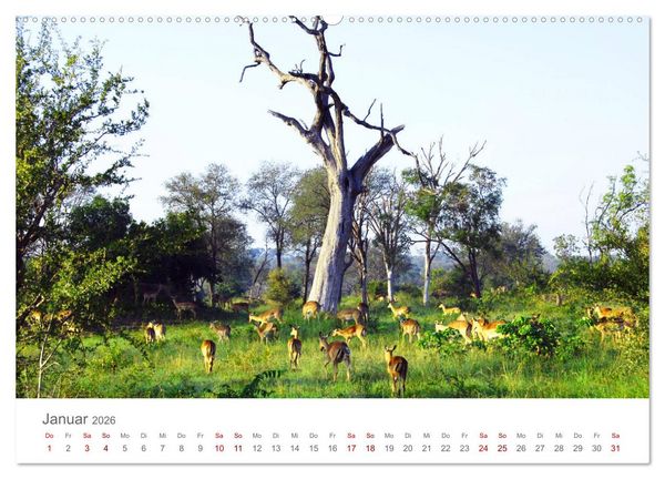 Produktbild: Safari / Afrika (hochwertiger Premium Wandkalender 2026 DIN A2 quer), Kunstdruck in Hochglanz