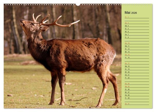 Produktbild: Hirsche - K&ouml;nige des Waldes/Geburtstagskalender (hochwertiger Premium Wandkalender 2026 DIN A2 quer), Kunstdruck in Hochglanz