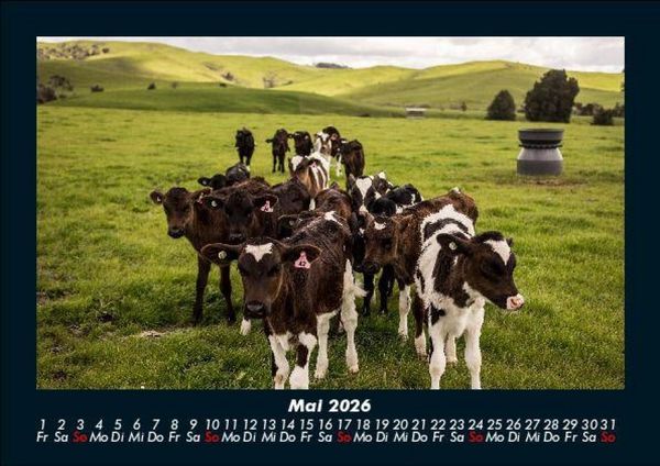 Produktbild: Kuhkalender 2026 Fotokalender DIN A5