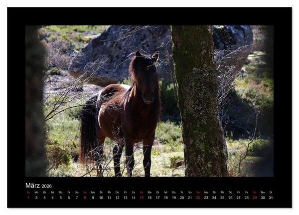 Produktbild: Garranos - Bedrohte Wildpferde Europas (Tischkalender 2026 DIN A5 quer), CALVENDO Monatskalender