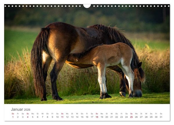 Produktbild: Exmoor Ponnys - Die letzten Ihrer Art (Wandkalender 2026 DIN A3 quer), CALVENDO Monatskalender